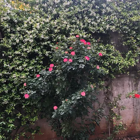 Lavender Cozy & Lovely 17 Daire *